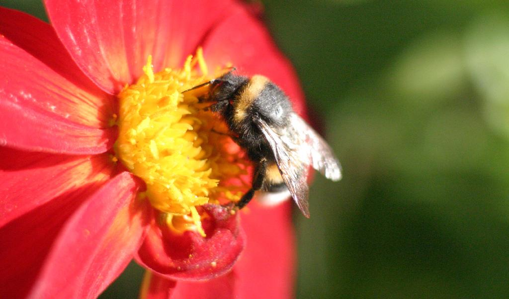 Föredrag: Wildlife garden Så får du liv i din trädgård torsdagen 15 februari Villaträdgårdar, uteplatser och stadsodling är en källa till glädje och njutning för människor men de är också viktiga för