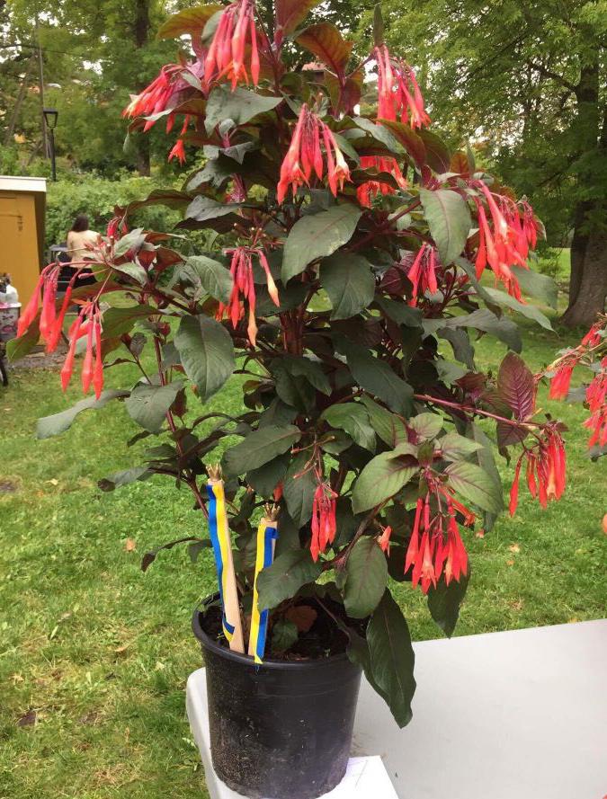 Pelargon- och fuchsiatävling Vi kör vidare på förra årets succé med både en fuchsia- och pelargontävling!