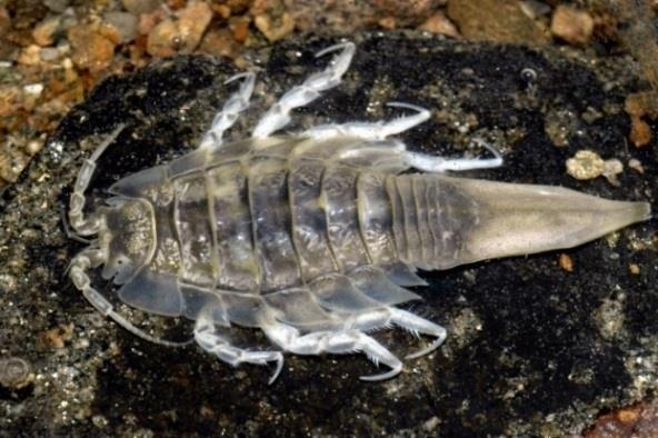 Tabell 3. Antal påträffade arter/taxa, individtäthet och uppmätt biomassa i enskilda prover från de undersökta områdena.