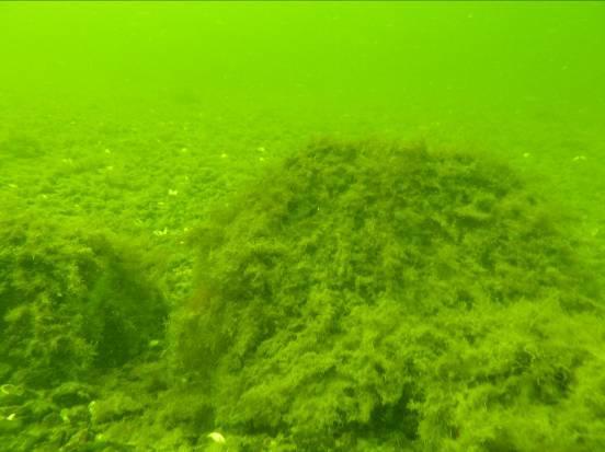 Figur 4.6. Lokal X50. Ov: Block med täckta av fjäderslick och ishavstofs på stenig botten, 9,3 m djup. Oh: Smaltång bland fjäderslick, 7-8 m djup. Nv: Tångbälte, 4-5 m djup.