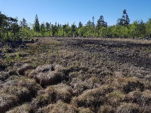 SV 1 nära Skelleftehamn (Foto: