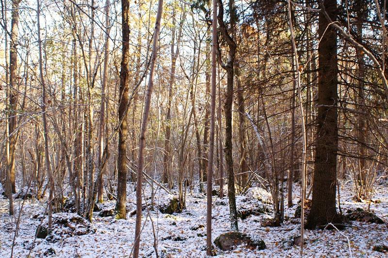Lövskogen i skötselområde 1. Bland ekarna föryngras bl.a asp vilket antagligen kommer förskjuta trädslagssammansättningen i framtiden.
