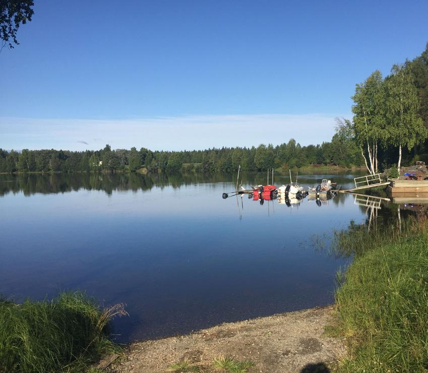Inne i avan fanns ett glest bestånd spritt längs den norra sidan, uppskattningsvis 30-50 exemplar.