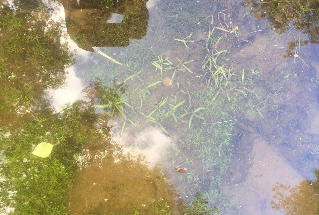2Lokal 3. En liten udde/pir 500 m öster om Johanneskyrkan. Här växte ett 30 tal plantor på dyig grusbotten i strömlä av en utbuktning eller liten pir i strandkanten.
