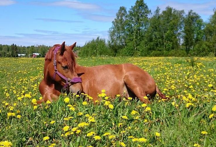 240 Solf, Solf ängsväg Detaljplan för Wahlrooska hästsportområdet PLANBESKRIVNING