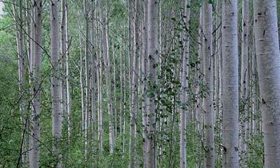 ARBETSRAPPORT FRÅN SKOGFORSK NR 706 2010 Övre bilden: Avverkat bestånd i Snogeholm (foto: Frosten