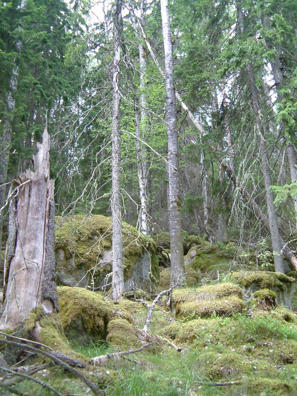 B. PLANDEL 1 Syfte med naturreservatet Syftet med Skirsjöskogens naturreservat är att bevara ett område med urskogsprägel innehållande de värdefulla livsmiljöerna Västlig taiga med barrblandskog,