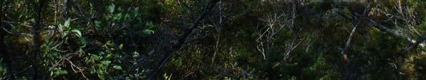 (Figur 4). Inslaget av tall ökar samtidigt som skogen blir luckigare.