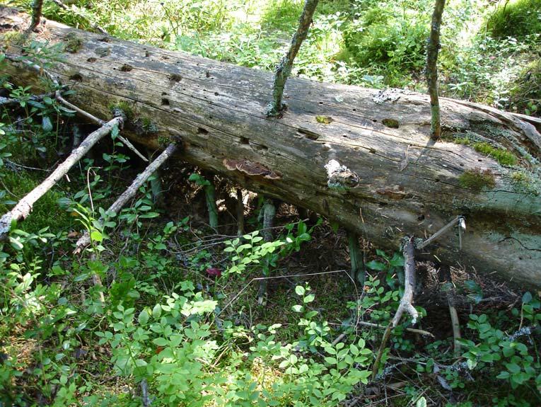 Granskog norr om den gamla viken NO fiskeläget Figur 6. Granlåga med gränsticka norr om den gamla viken NO fiskeläget.