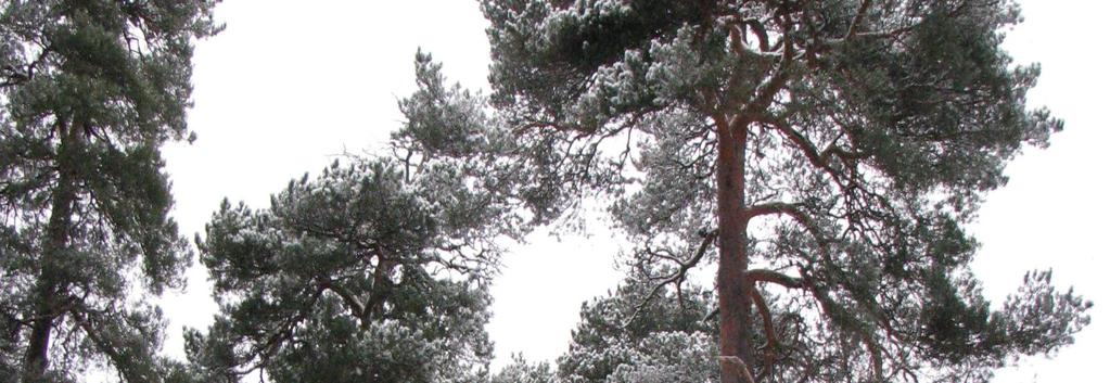 DETALJPLAN,