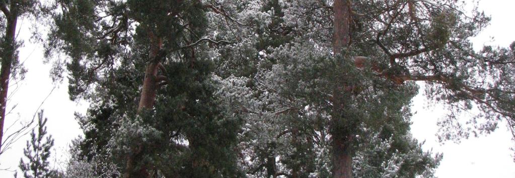 SÖDERÅSEN,