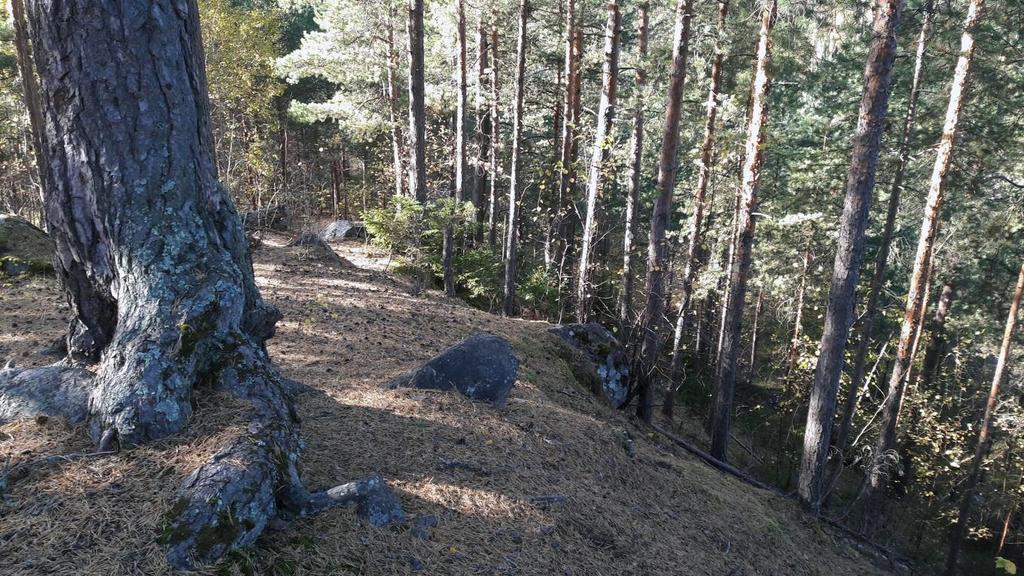 8 Vegetation på Bellabacken i övre delen av det gamla grustäktsområdet. På planeringsområdet finns enligt Salminens rapport ett värdefullt naturobjekt; torrängen vid Gamla Sågvägen.