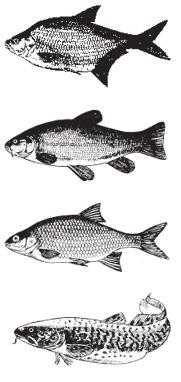 KÄNN IGEN FISKEN ÜBERBLICK ÜBER DIE FISCHE IN UNSEREN ANGLEGEWÄSSERN - GET TO KNOW THE FISH IN OUR WATERS BR = Braxen Brachsen Bream SU = Sutare Schleihe Tench SA = Sarv Rotfeder Rudd LAK = Lake