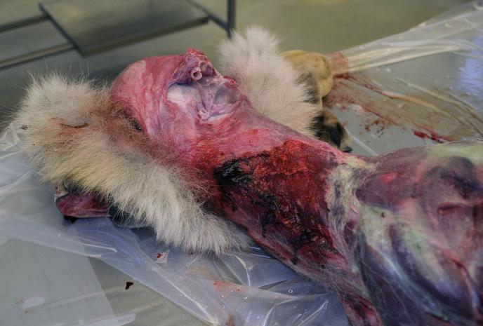 Vräng skinnet över huvudet och flå huvudet bakifrån fram till öronen.
