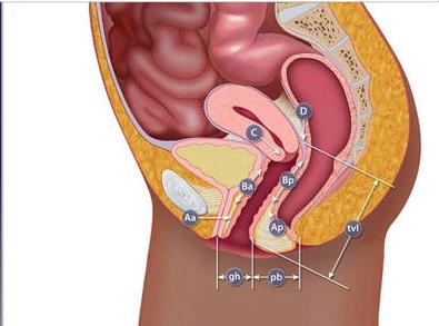 Pelvic Organ