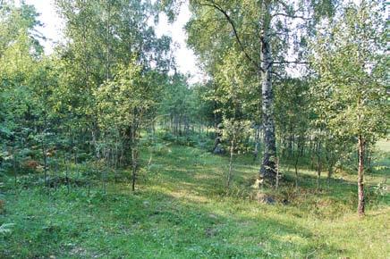 5. Naturbetesmark Höga naturvärden klass 3 Naturbetesmark med örtflora. Fårsvingeltorräng. Rikt fågel- och insektsliv. Hassel. Grova gamla murkna björkar. Stenmurar.