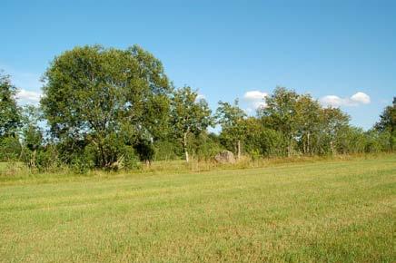 6. Lövbårder, dungar och åkerrenar Spridningskorridor och uppehållsplats för mindre djur. Viss betydelse för landskapsbilden och för variationen i landskapet. Stenmurar.