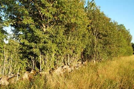 Bland träden dominerar bitvis gråal men här finns också bl a asp, björk, sälg, hägg, hassel, körsbär, rönn och lönn.