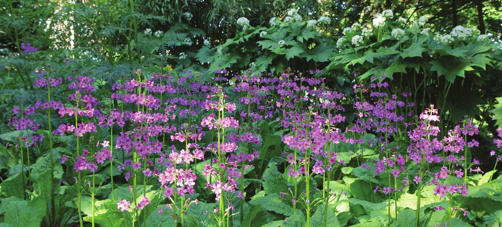Föredrag: Växter för samplantering med rhododendron söndagen 11 november Föredraget växter för samplantering med Rhododendron handlar bland annat om myten att Rhododendron ska ha surjord.