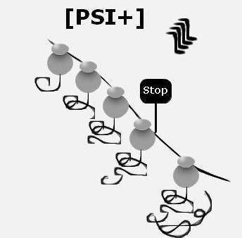Förändringar i miljön som kan trigga en cells Sup35 till att anta [PSI+]-konformation kan vara förändringar av ph, osmos eller metalljoner i omgivningen.