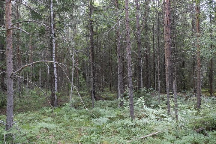 Foto över ett av alla bestånd i delområde A