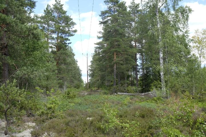 till höger i bilden syns björk och glesare barrträd.