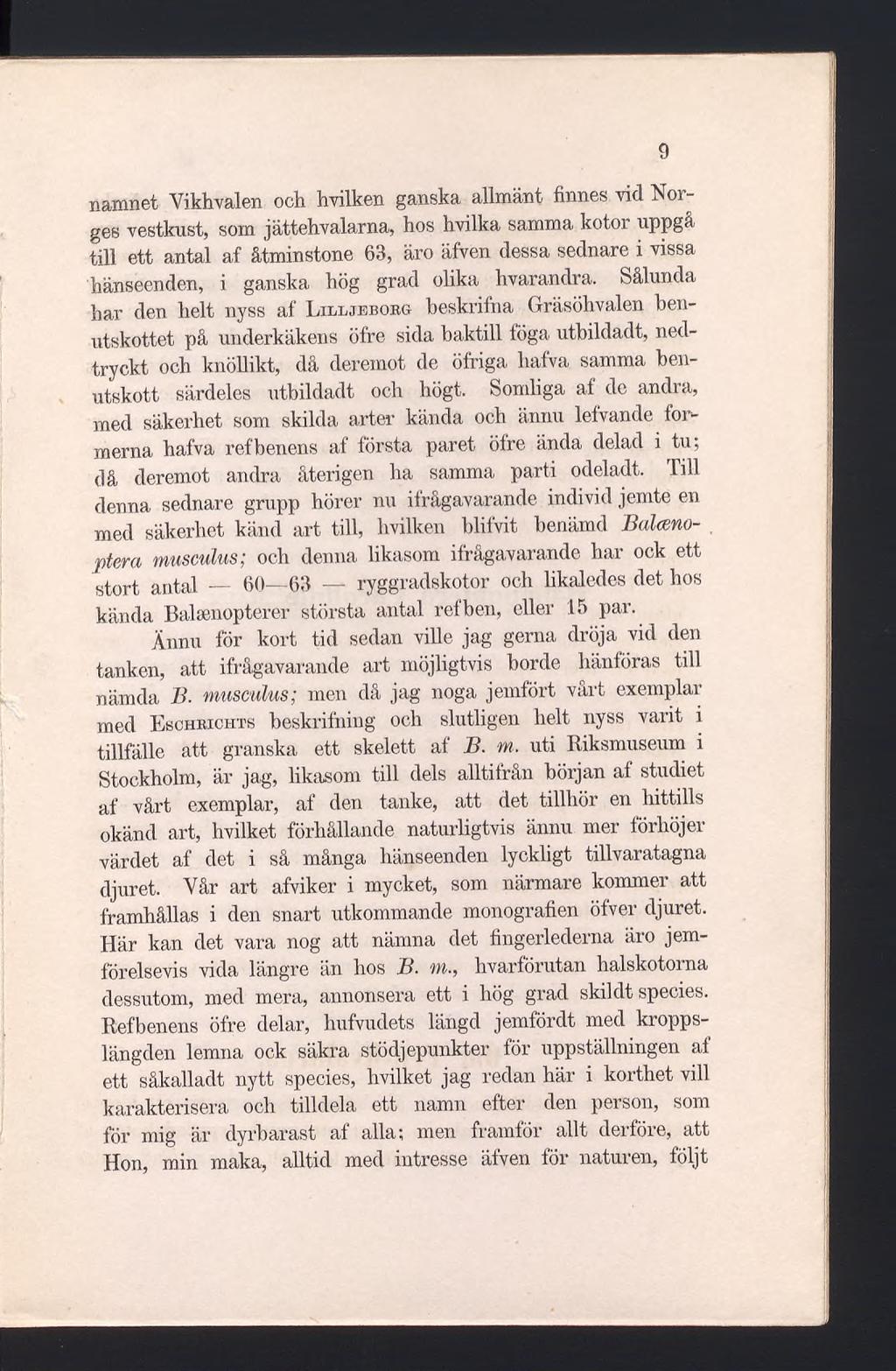 namnet Vikhvalen och hvilken ganska allmänt linnes vid Noiges vestkust, som jättehvalarna, hos hvilka samma kotor uppgå till ett antal af åtminstone 63, äro äfven dessa sednare i vissa hänseenden, i