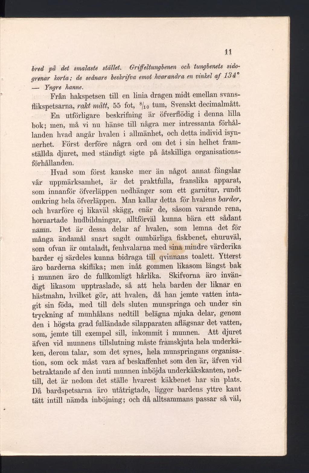 bred på det smalaste stället. Griffeltunglenen och tunglenets sidogrenar korta- ; de sednare heslcrifva emot hvar andra en vinlcel af 134 Yngre hanne.