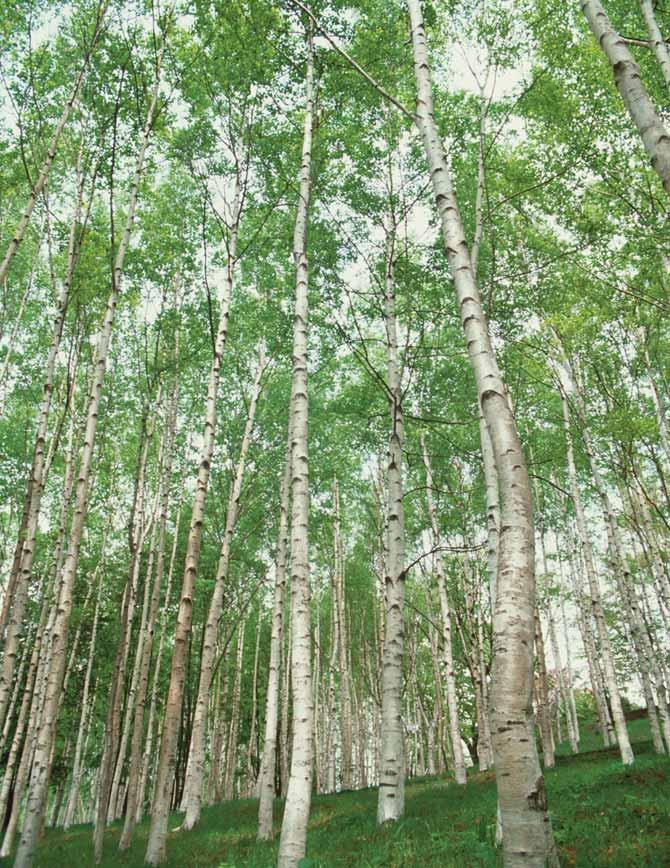 Latvian Forest Company AB