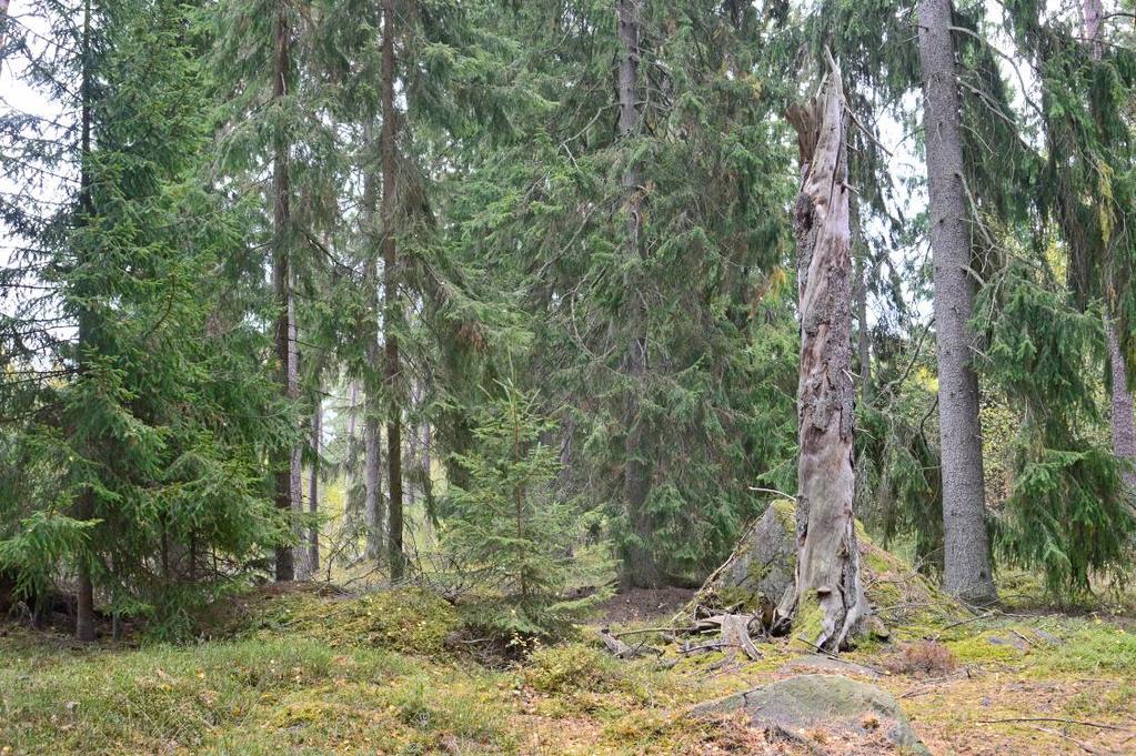 Naturinventering av skogsområde i Norremark, Växjö 2016 Text och foto: