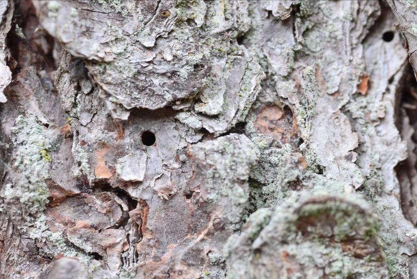Granbarkgnagare Microbregma emarginatum (Signalart, tidigare rödlistad) Skalbagge som förekommer sällsynt i gamla granbestånd med mycket grova träd.
