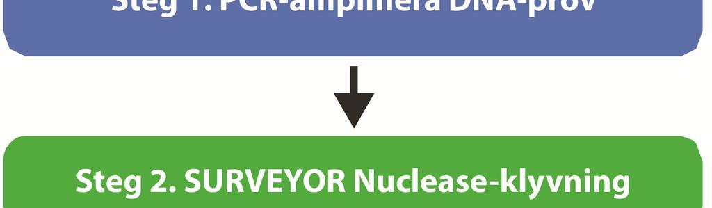 och normalt (referens) DNA, och fortsätt efter den sista PCR-amplifieringscykeln med att smälta alla dubbla strängar och därefter långsamt låta dem svalna för optimal uppkomst av hetero- och