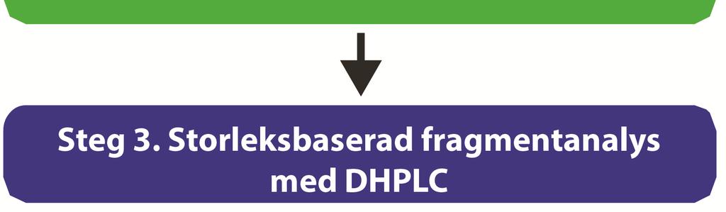 Steg 2 Behandla den härdade heteroduplex/homoduplex -blandningen med SURVEYOR Nuclease. SURVEYOR Nuclease skär av båda strängarna av heteroduplex DNA så att DNA-fragment bildas.