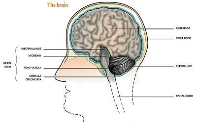 Hjärnan Hjärnan ligger väl skyddad i det hålrum som bildas av skallens ben. Hjärnan slutar utvecklas ungefär i 15-årsåldern och har huvudkontrollen över människans kropp och sinne.