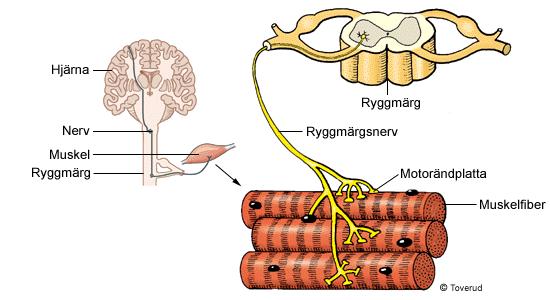 Kontakten mellan nerv och muskel kallas motorändplatta, och fungerar på liknande sätt som synapsen mellan två nervceller. När impulsen överförs till muskelcellen drar den ihop sig.