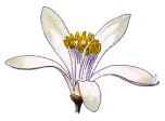 flos blommor, flowers De speciella former, funktioner och särdrag som utvecklats hos blommorna är ofta artspecifika och kan därför användas av oss för identifikation.
