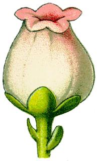 flos blommor, flowers Foderblad - antal och synsepali.