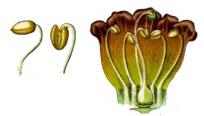 flos blommor, flowers Ståndare - antal, form, infästning och