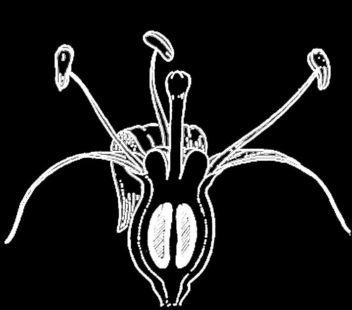 hypogynous, t.v.