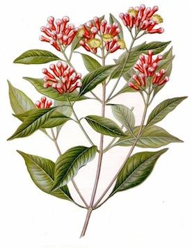 Eugenia caryophyllata kryddnejlika, Caryophylli flos Kryddnejlikor är de insamlade och torkade blomknopparna från Eugenia caryophyllata.