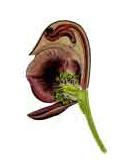 flos blommor, flowers Blomman har som en av sina uppgifter att locka till sig vektorer, genom att antingen belöna eller bedraga dem. Lockelsen består ofta i flyktiga kemiska substanser.