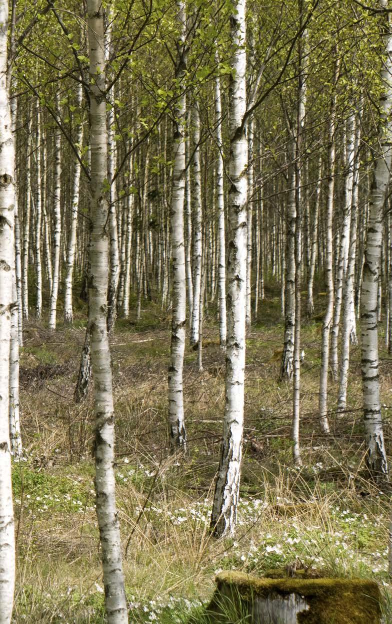 Finansiella mål Förbundet har som strategiskt mål att utföra sina uppdrag med tydlig kvalitet och resultatredovisning, med en effektiv resursanvändning och med en god framförhållning inför förändrade