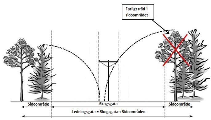 Figur 3. Principskiss för ledningsgata, skogsgata och sidoområden med farliga kantträd.