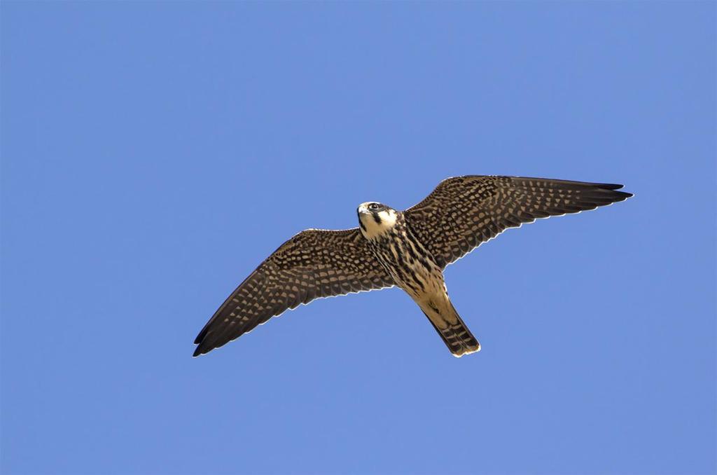Falsterbo