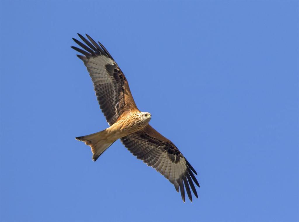25 Röd glada Milvus milvus Noterad fyra olika dagar. Sedd både på sträck i Falsterbo och i inlandet. Högsta antal var 20 ex Falsterbo Fyr 6.9 och ca 20 ex kring Börringe 7.9. Ung röd glada.