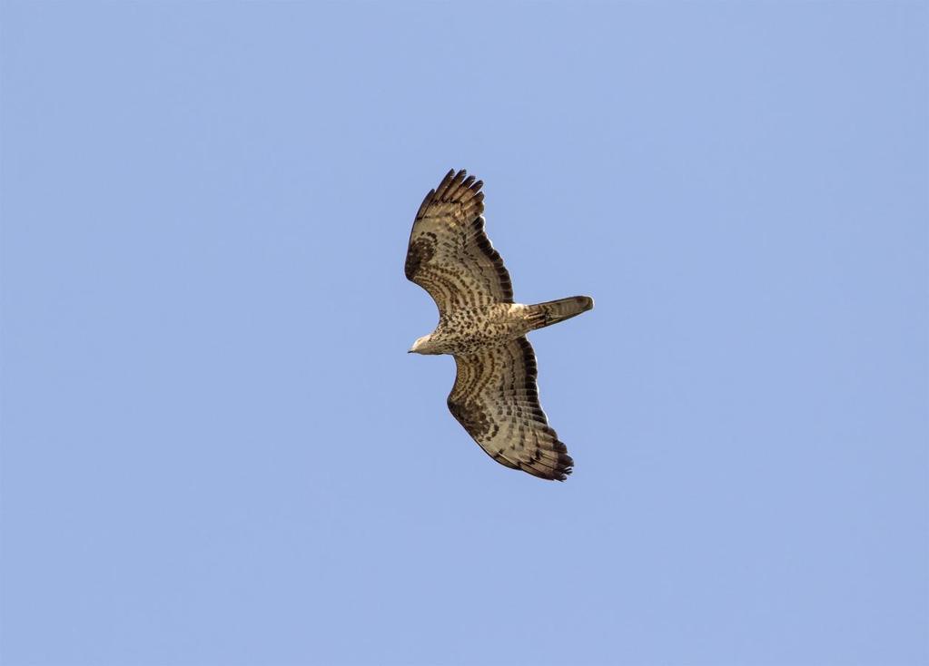 Adult bivråk.