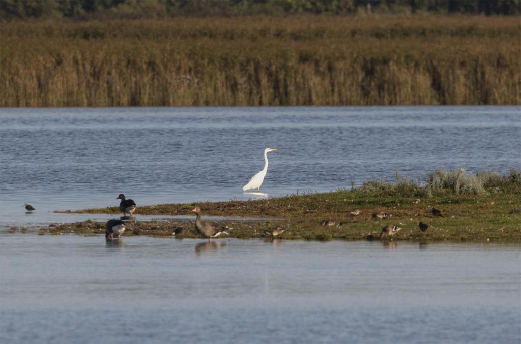 Ägretthäger. Foteviken. Foto: Mattias Ullman INLEDNING Årets upplaga av Falsterboresan lades medvetet tidigt på säsongen.