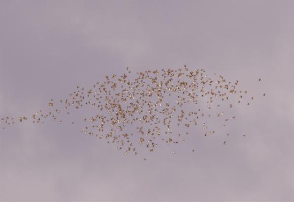 Vi blir sedan stående länge och tittar på en blandflock vadare på ett av reven. Mängder av änder (1000-tals!) födosöker i det grunda havet utanför oss.