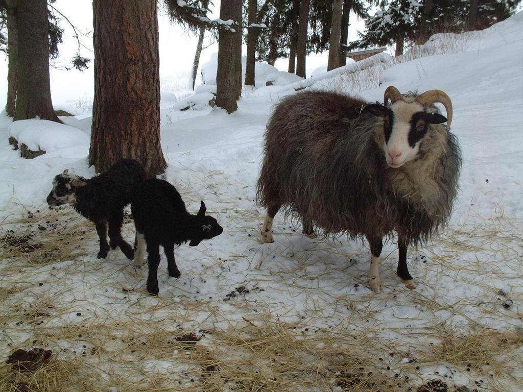 10 12 eller via Följ med museibonden ut i fårhagen och hälsa på museets får och titta på den fina ullen.