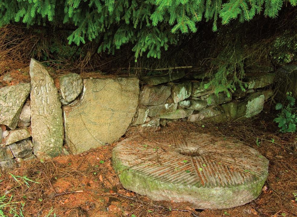Nu följer vi Östra Orlundsån tillbaka upp till stigen och går ned till kvarndammen vid Åkekvarn. I kvarndammen växer bl.a. notblomster och va enklöver som indikerar näringsfattigt va en och svärdlilja, fackelblomster och gul näckros som visar på näringsrikt va en.